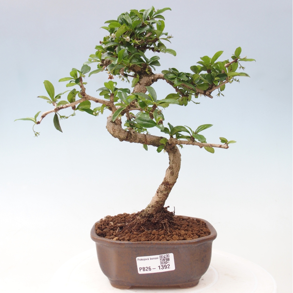 Zimmer-Bonsai - Carmona macrophylla - Tee-Fuki