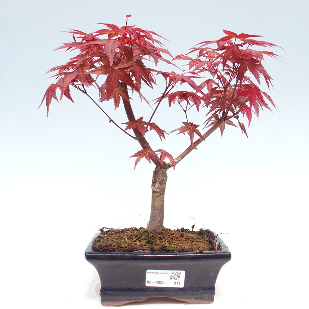Outdoor bonsai - dlanitolistý klon - Acer palmatum DESHOJO