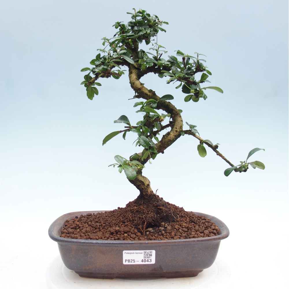 Zimmer-Bonsai - Carmona macrophylla - Tee-Fuki