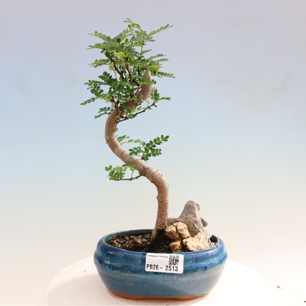 Zimmer Bonsai - Zantoxylum piperitum - Pfefferbaum