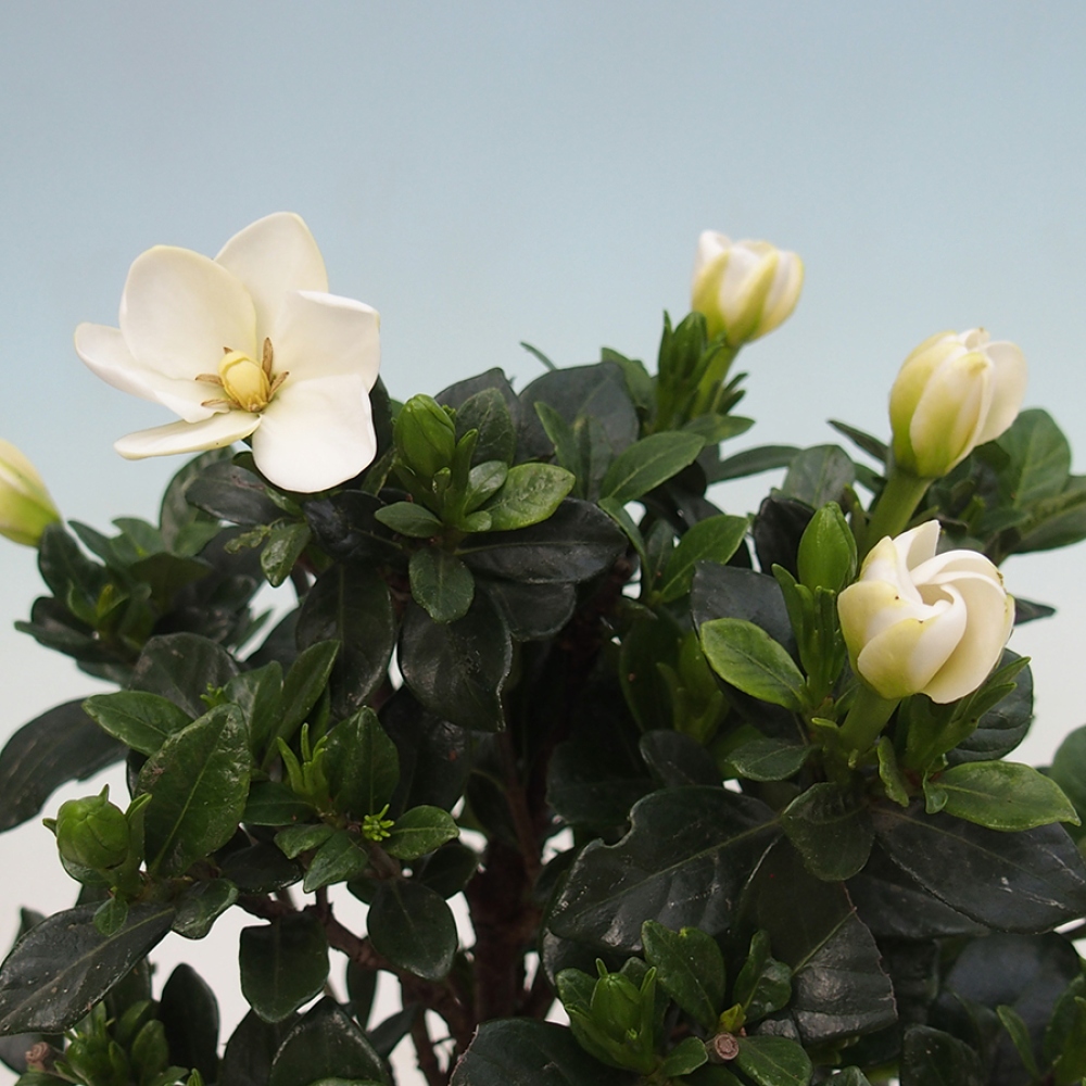 Zimmer bonsai - Gardenia jasminoides-Gardenie