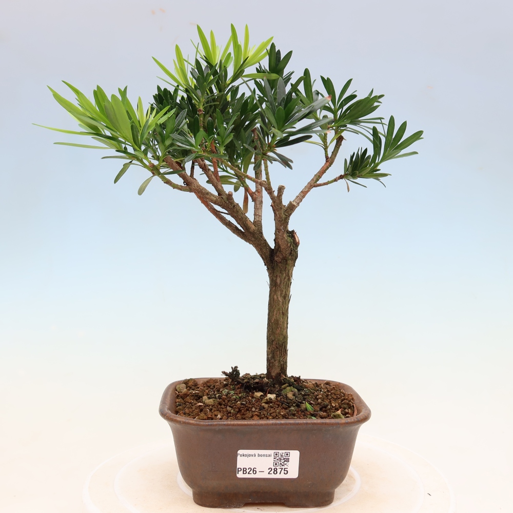 Zimmerbonsai - Podocarpus - Stein-Eibe