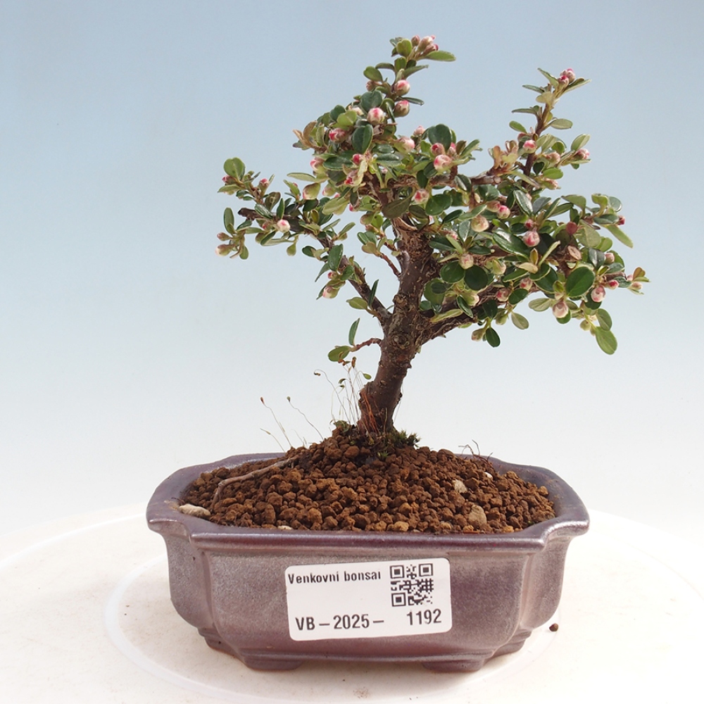 Bonsai im Freien - Cotoneaster horizontalis - Felsenbaum