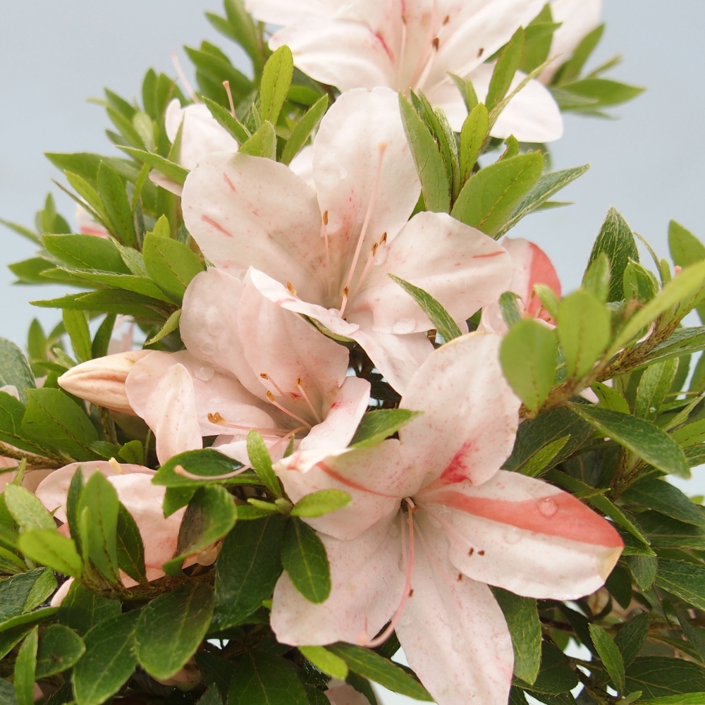 Bonsai im Freien - Japanische Azalee - Azalea Nikko