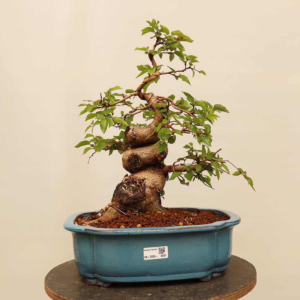 Bonsai im Freien - Carpinus Coreana - Koreanische Hainbuche