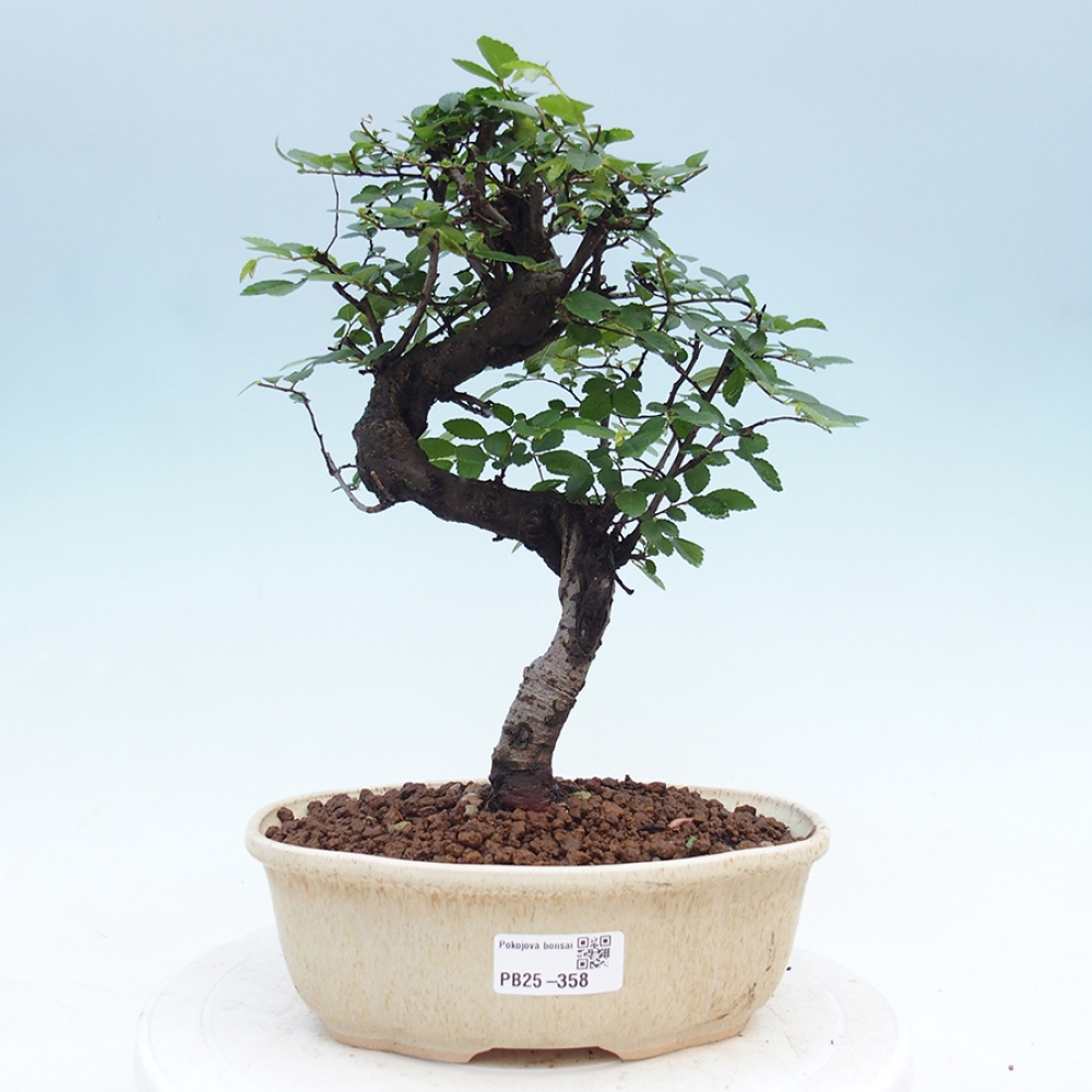 Zimmerbonsai - Ulmus parvifolia - Kleinblättrige Ulme