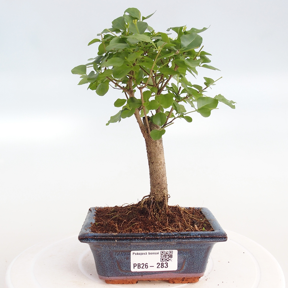 Zimmer Bonsai -Ligustrum chinensis - Vogelschnabel