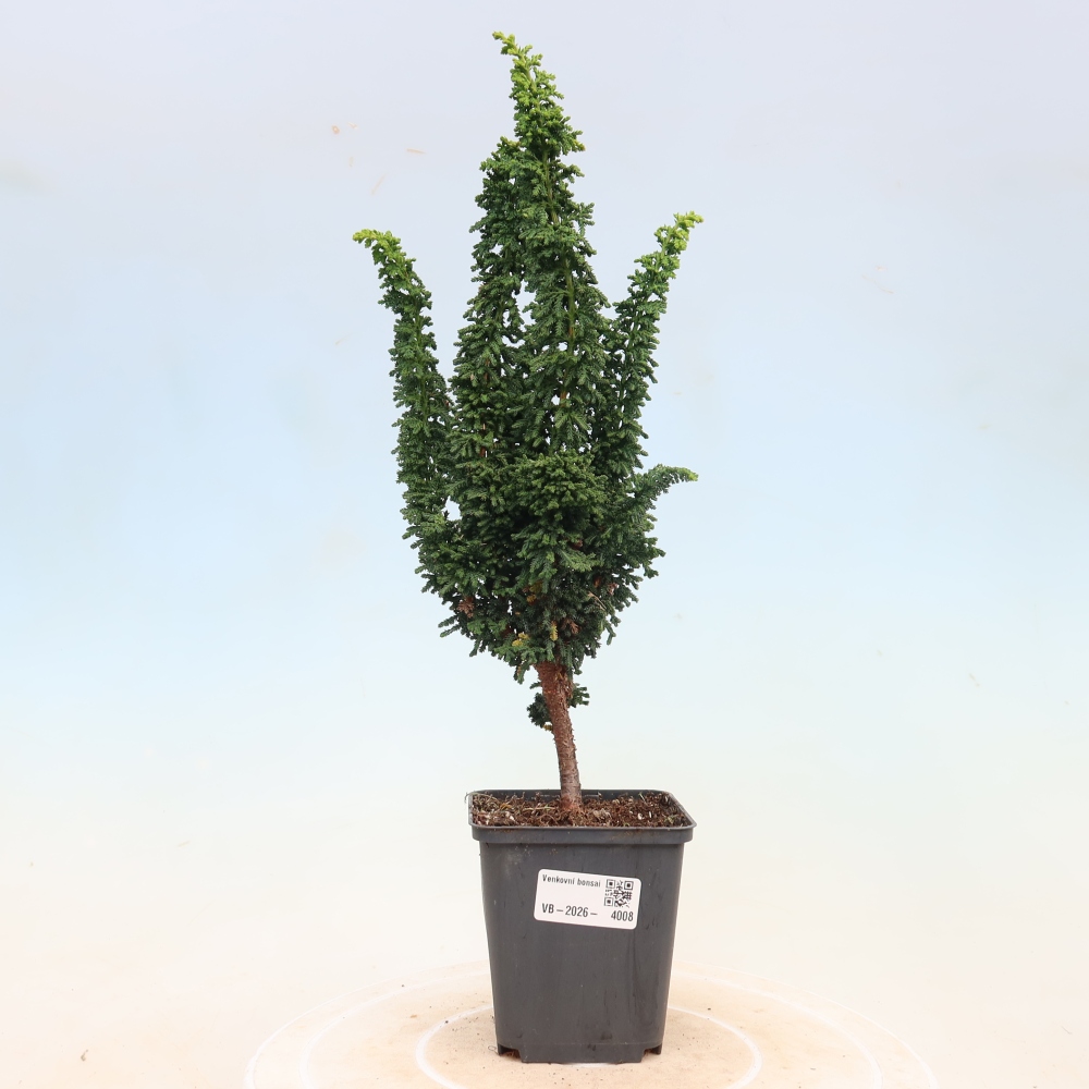 Bonsai für draußen - Cham. obtusa SEKKA HINOKI - Zypresse