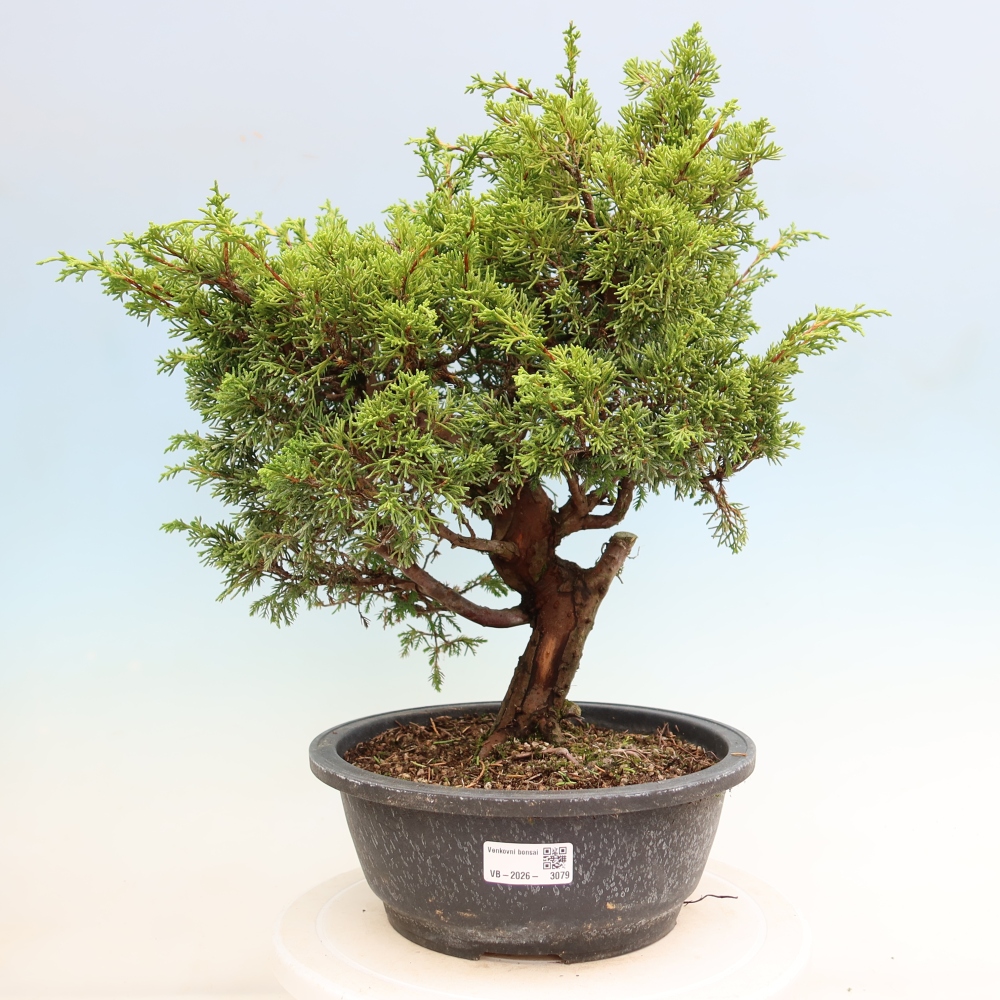 Bonsai für draußen - Juniperus chinensis Itoigawa-Juniperus chinensis