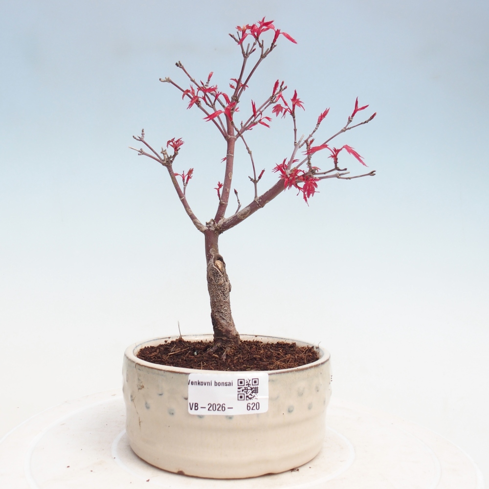 Bonsai für draußen - Acer palmatum DESHOJO