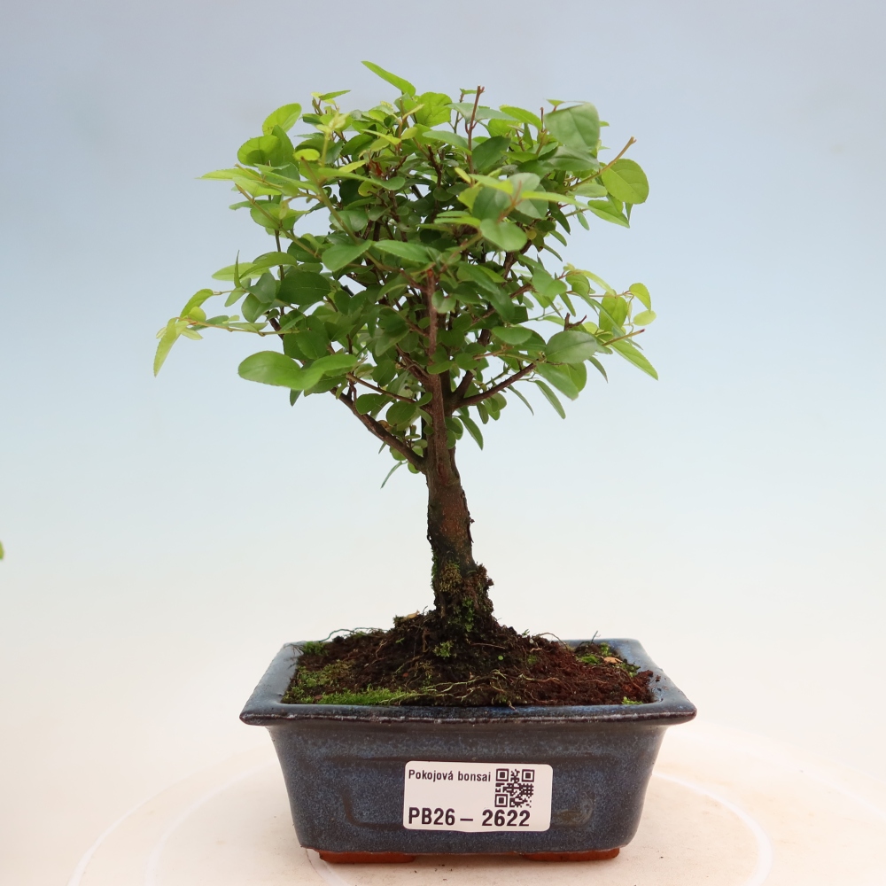 Zimmer Bonsai - Sageretia thea - Sageretia thea