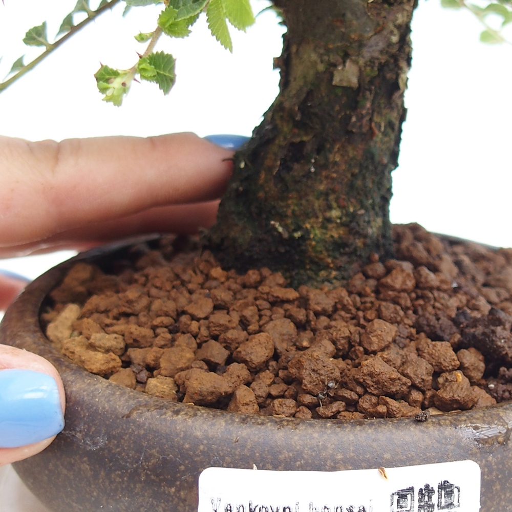 Bonsai im Freien - Ulmus parvifolia Hokkaido - Chinesische Ulme