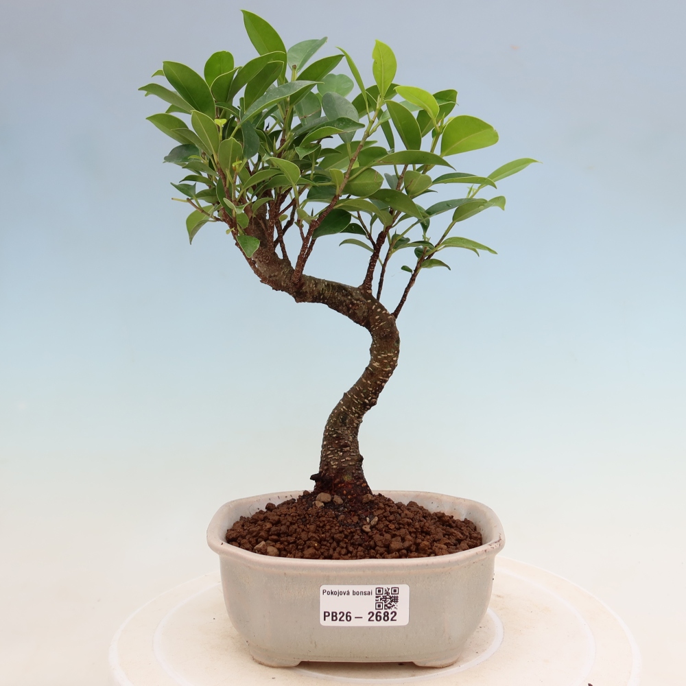 Zimmerbonsai - Ficus kimmen - Kleinblättriger Ficus