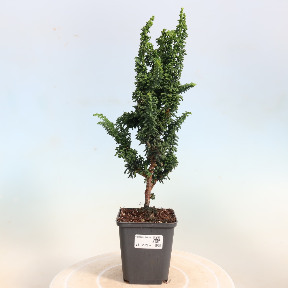 Bonsai für draußen - Cham. obtusa SEKKA HINOKI - Zypresse
