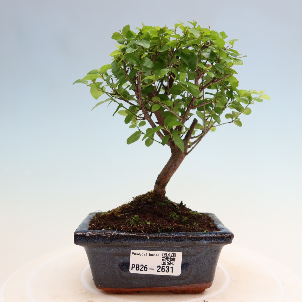 Zimmer Bonsai - Sageretia thea - Sageretia thea