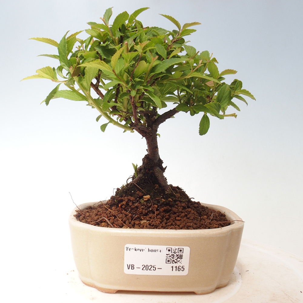 Bonsai im Freien - Spirea japonica GENPSI