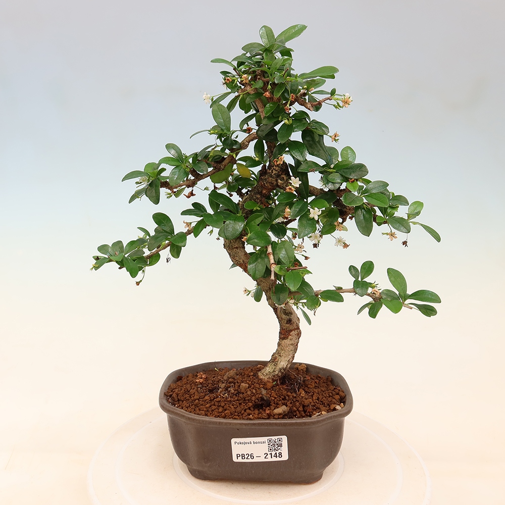 Zimmer-Bonsai - Carmona macrophylla - Tee-Fuki