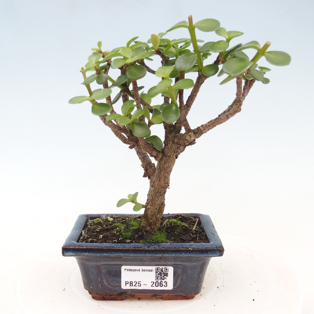 Zimmerbonsai - Portulakaria Afra - Tlustice