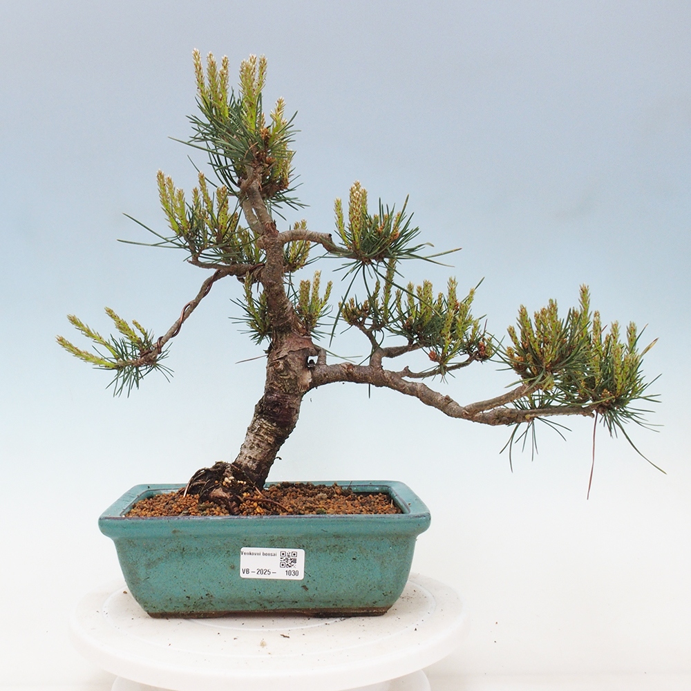 Bonsai im Freien - Pinus Sylvestris - Waldkiefer
