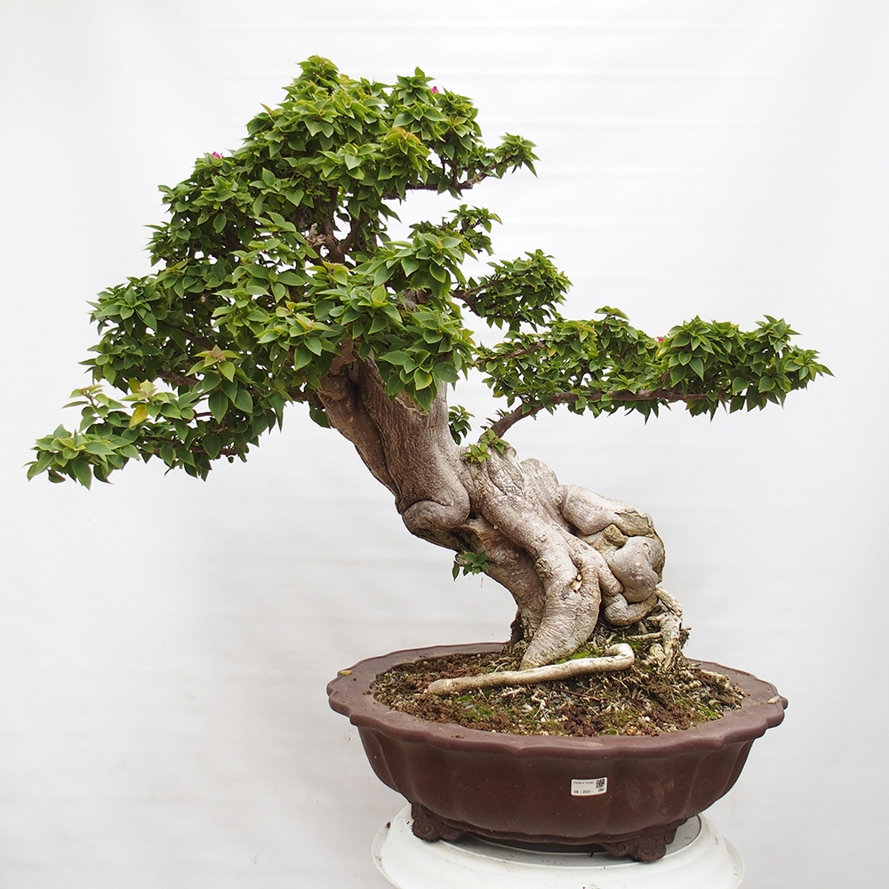 Zimmerbonsai - Bouganwilea
