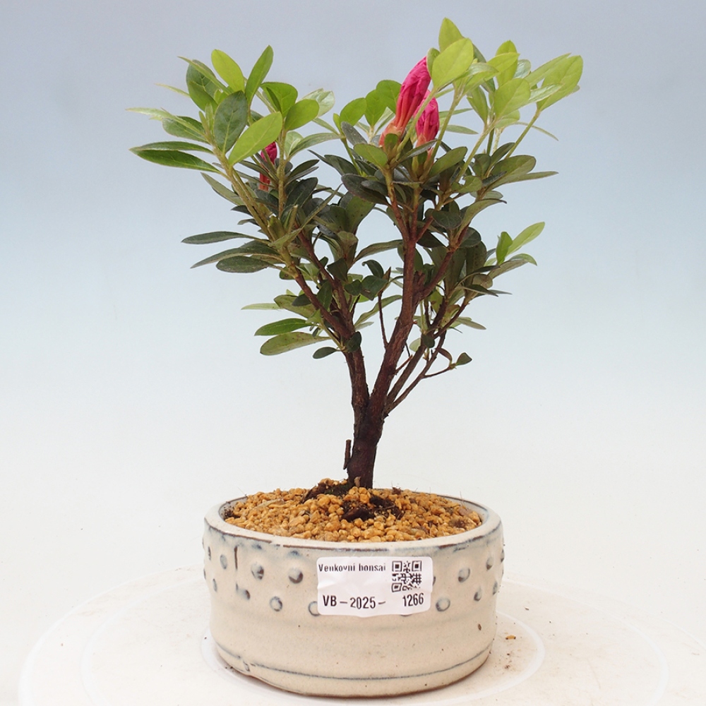 Bonsai im Freien - Japanische Azalee - Azalea sp.