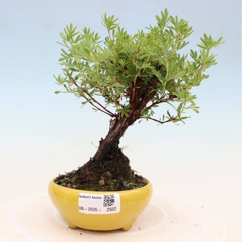 Bonsai für draußen - Potentila fruticosa
