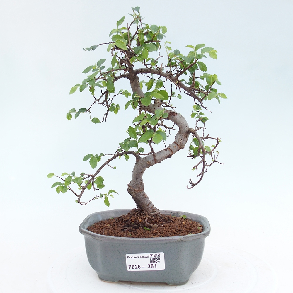 Zimmerbonsai - Ulmus parvifolia - Kleinblättrige Ulme