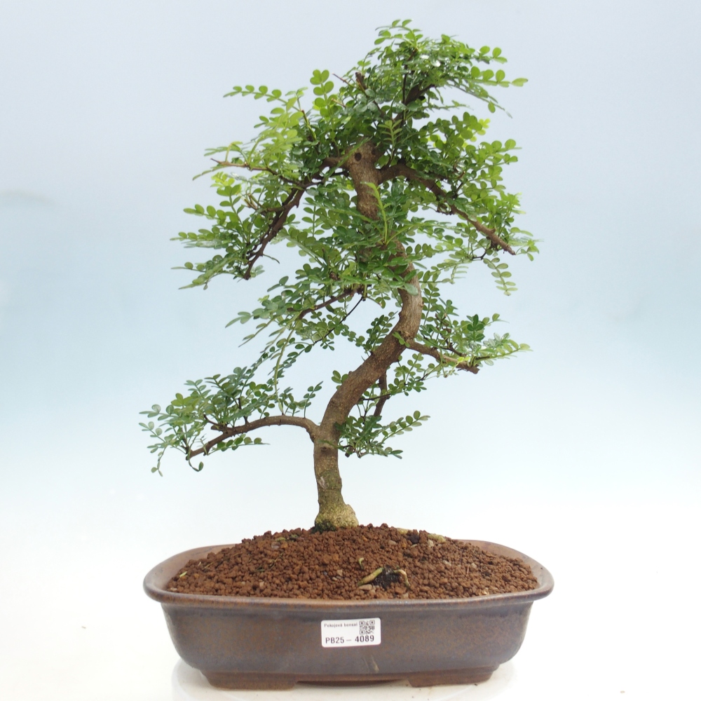 Zimmer Bonsai - Zantoxylum piperitum - Pfefferbaum