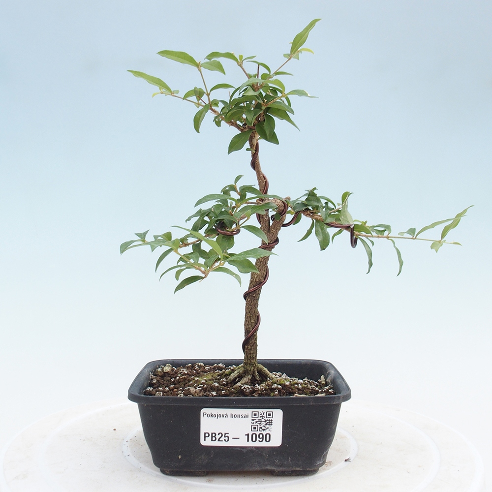 Zimmerbonsai - Malpighia coccigera - Barbdor-Kirsche