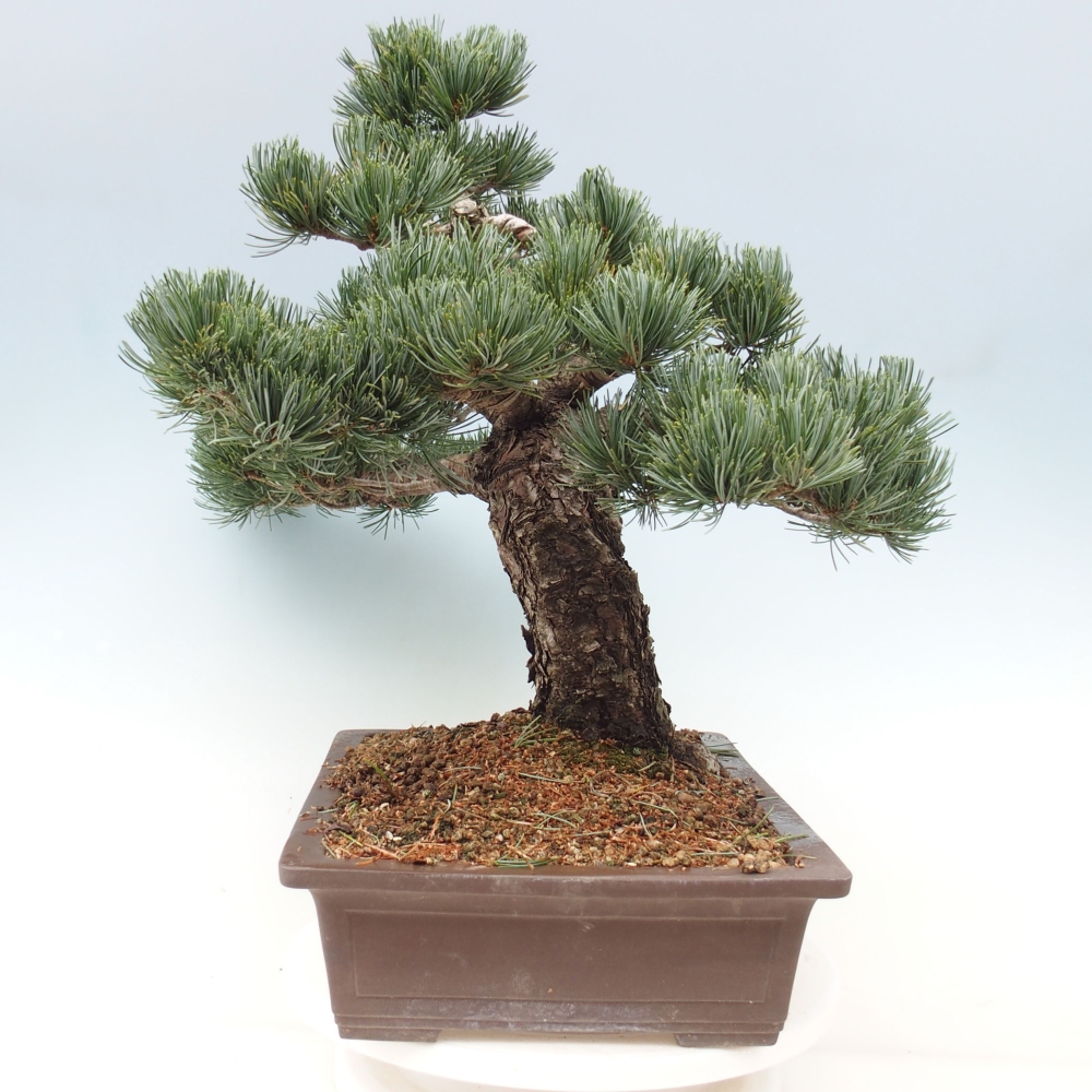 Bonsai im Freien - Pinus parviflora - kleine Kiefer