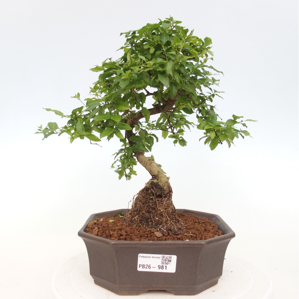 Zimmer Bonsai -Ligustrum chinensis - Vogelschnabel