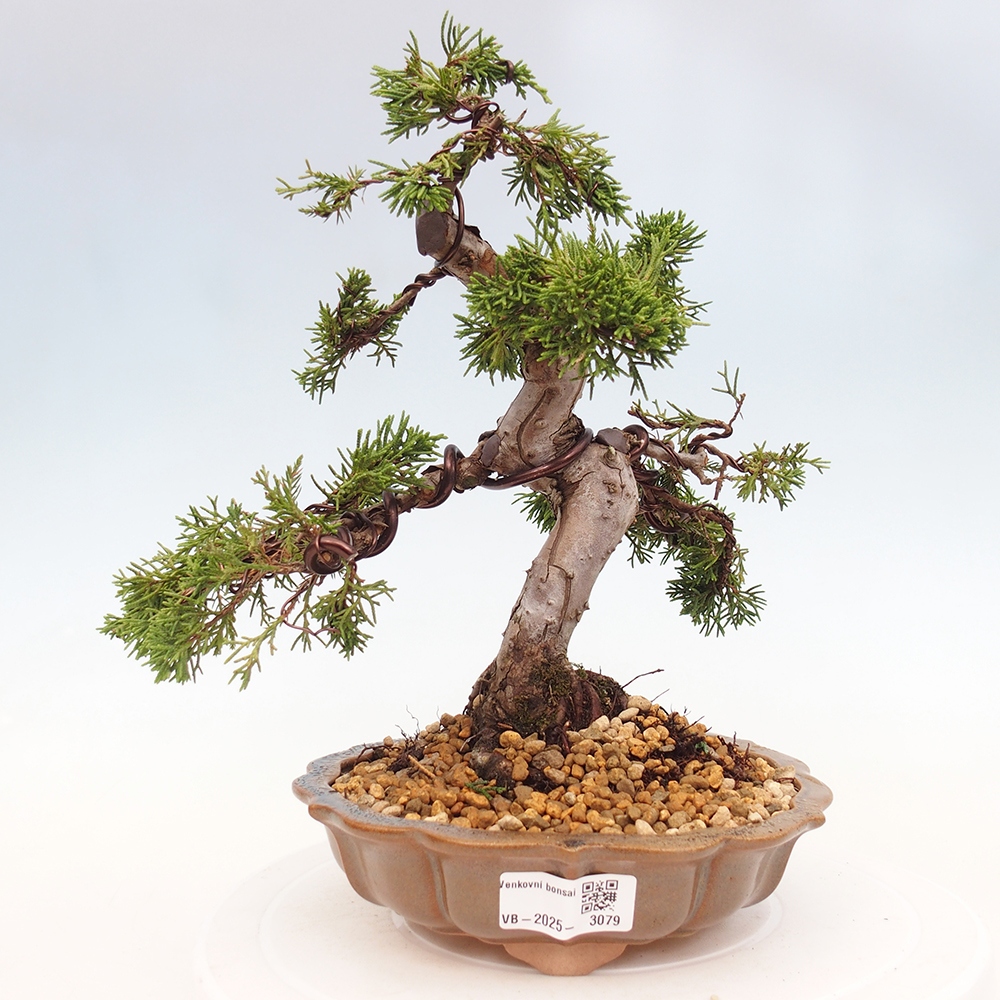 Outdoor bonsai - Juniperus chinensis Itoigawa - Chinese juniper