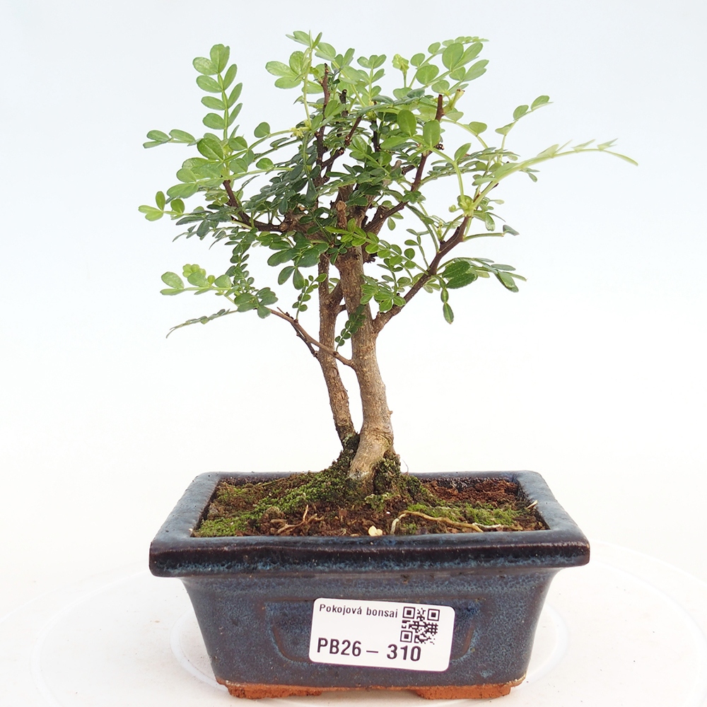 Zimmer Bonsai - Zantoxylum piperitum - Pfefferbaum