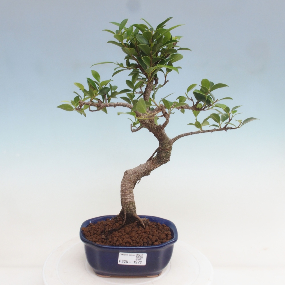 Indoor-Bonsai - Ficus retusa - kleiner Ficus