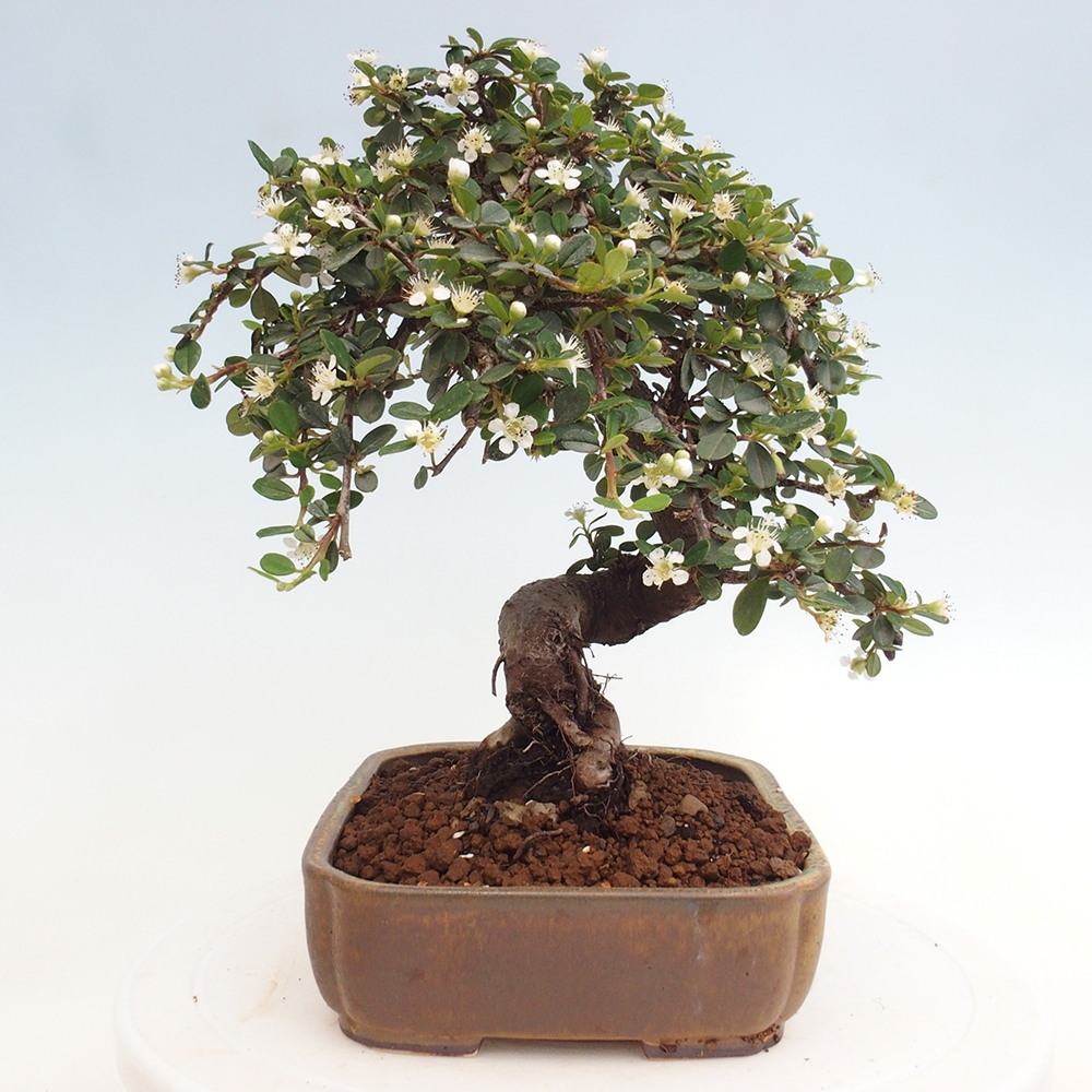 Outdoor-Bonsai-Cotoneaster dammeri - Rock Damer