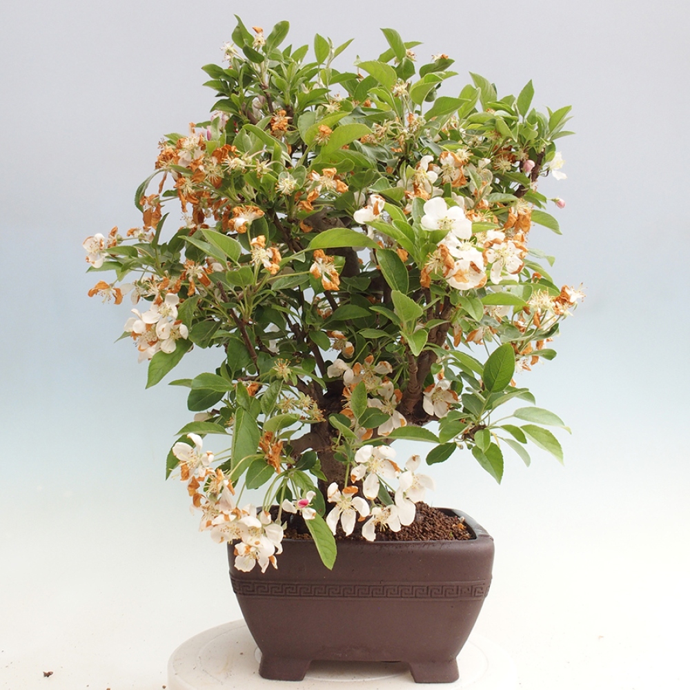 Bonsai im Freien - Malus halliana - Kleinfruchtiger Apfelbaum