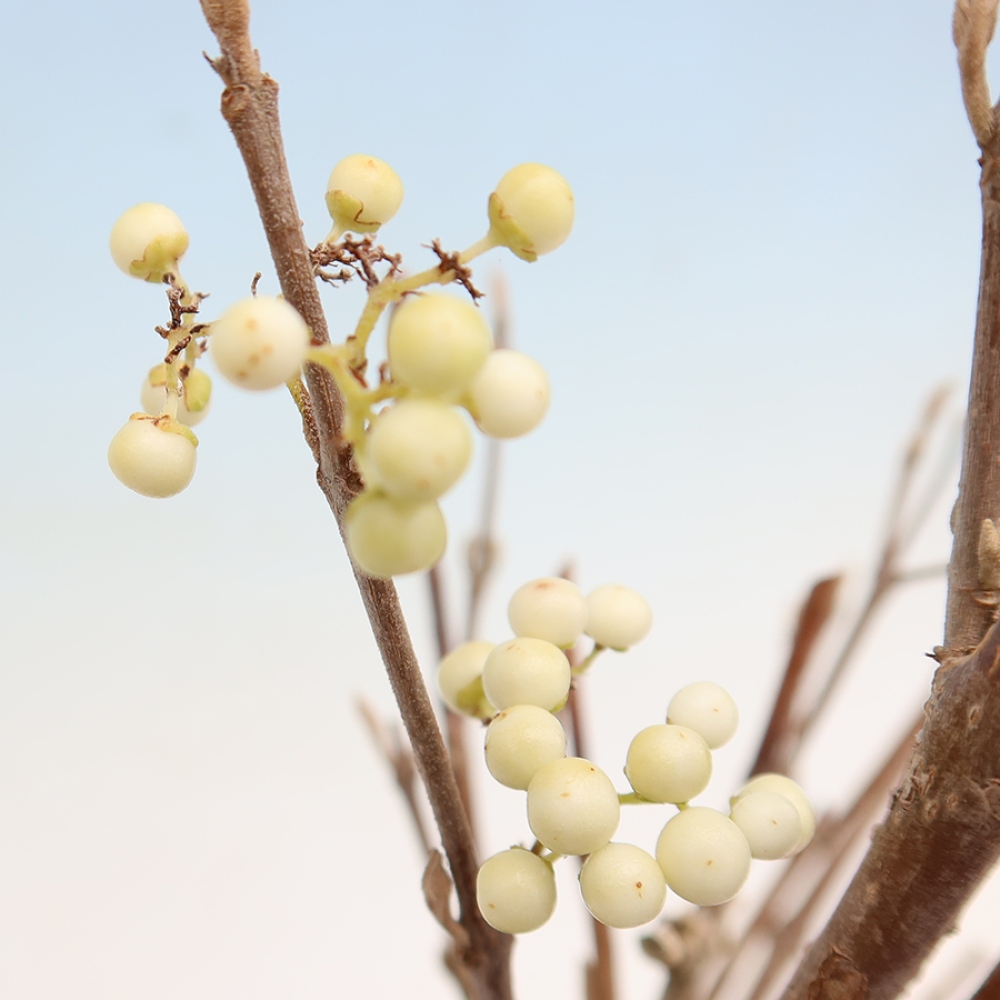 Bonsai für den Außenbereich – Callicarpa bodinieri „Snowqueen“ – Schönfrucht