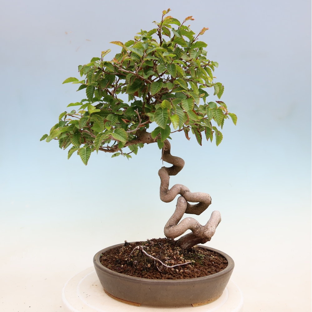 Bonsai für draußen - Karpinus Coreana - Koreanische Hainbuche