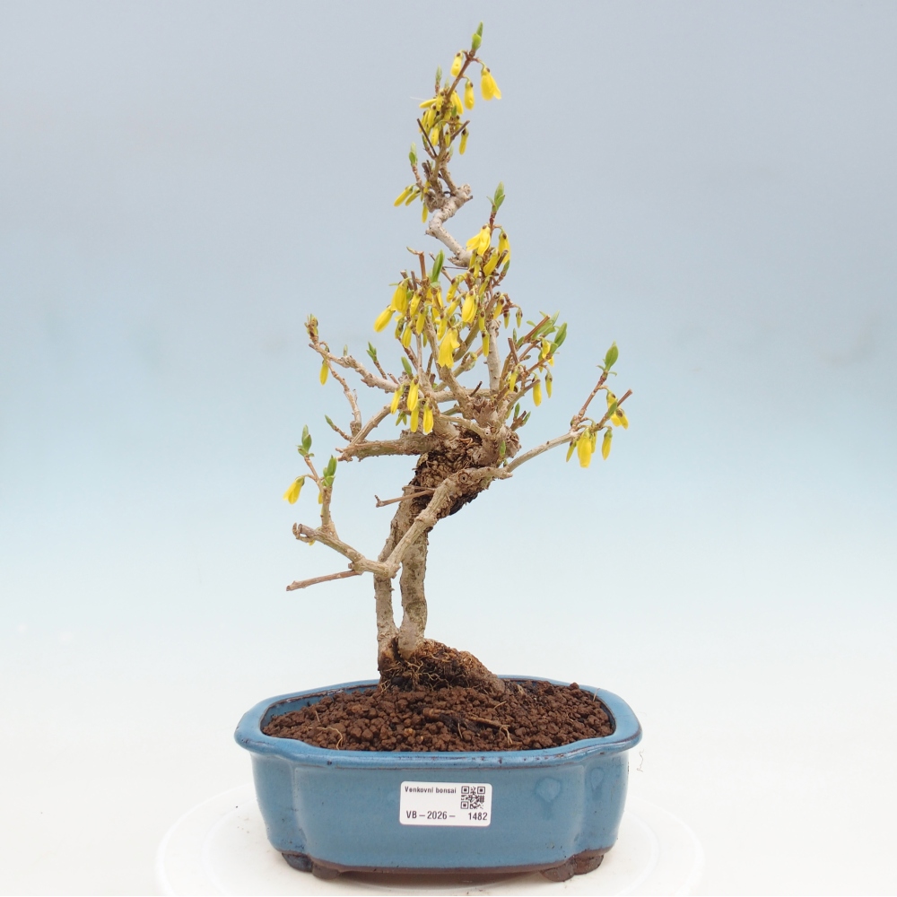 Bonsai für draußen - Zlatice - Forsythia koreana