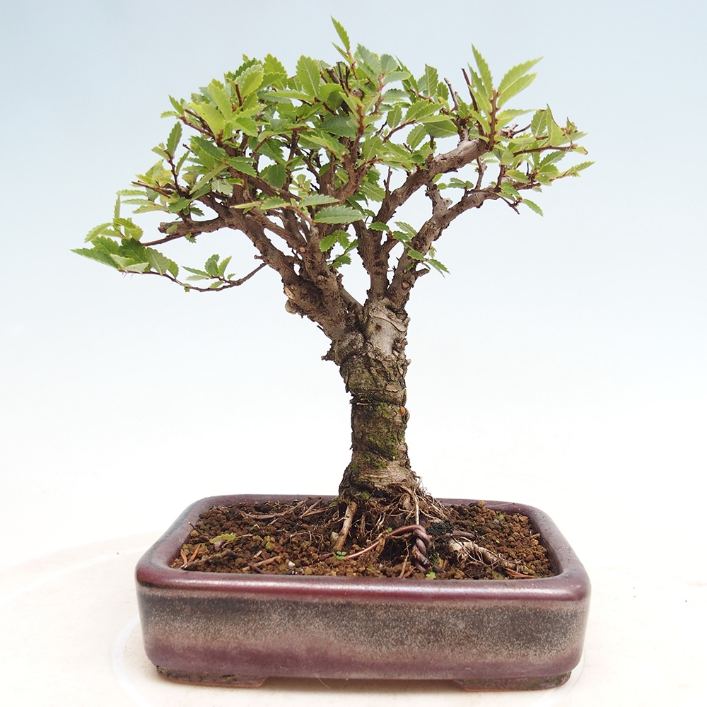 Bonsai im Freien - Zelkova - Zelkova NIRE