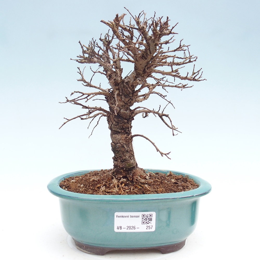 Bonsai für draußen - Zelkova - Zelkova NIRE