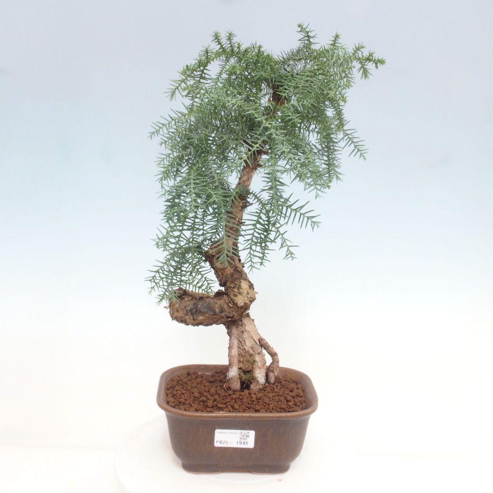 Zimmer Bonsai - Araukarie - Zimmer Fichte