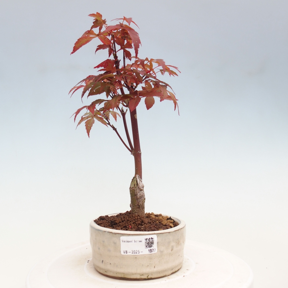 Bonsai im Freien - Acer-Palme. Atropurpureum-Palmenblatt-Ahorn