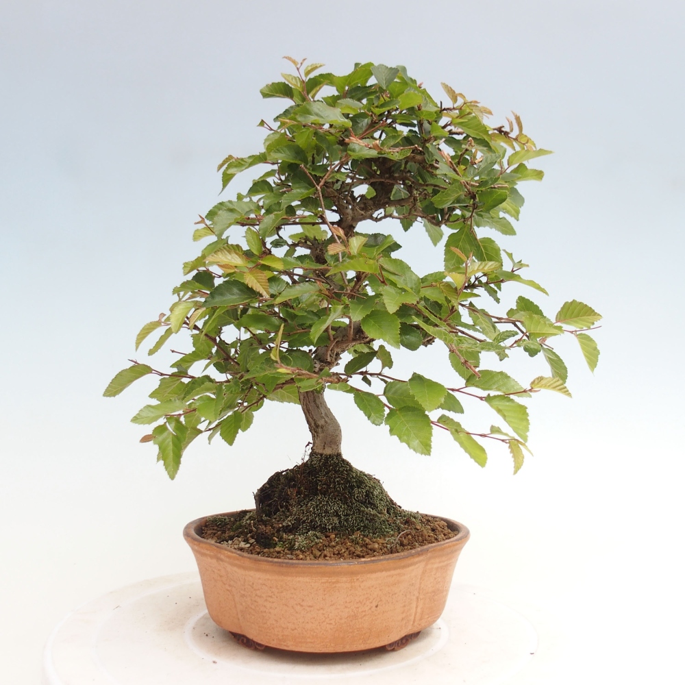 Bonsai im Freien -Carpinus CARPINOIDES - Koreanische Hainbuche