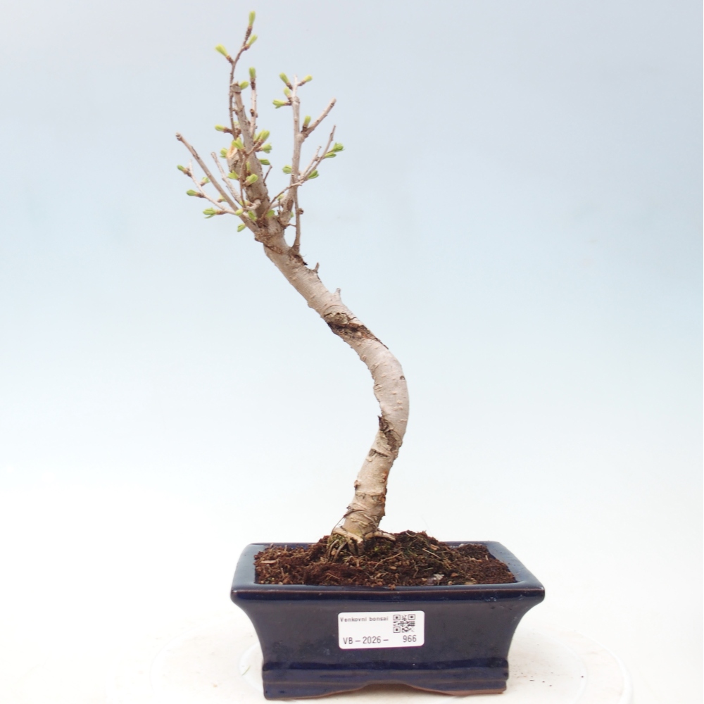 Bonsai für draußen -Pseudolarix amabis-Pseudolarix amabis