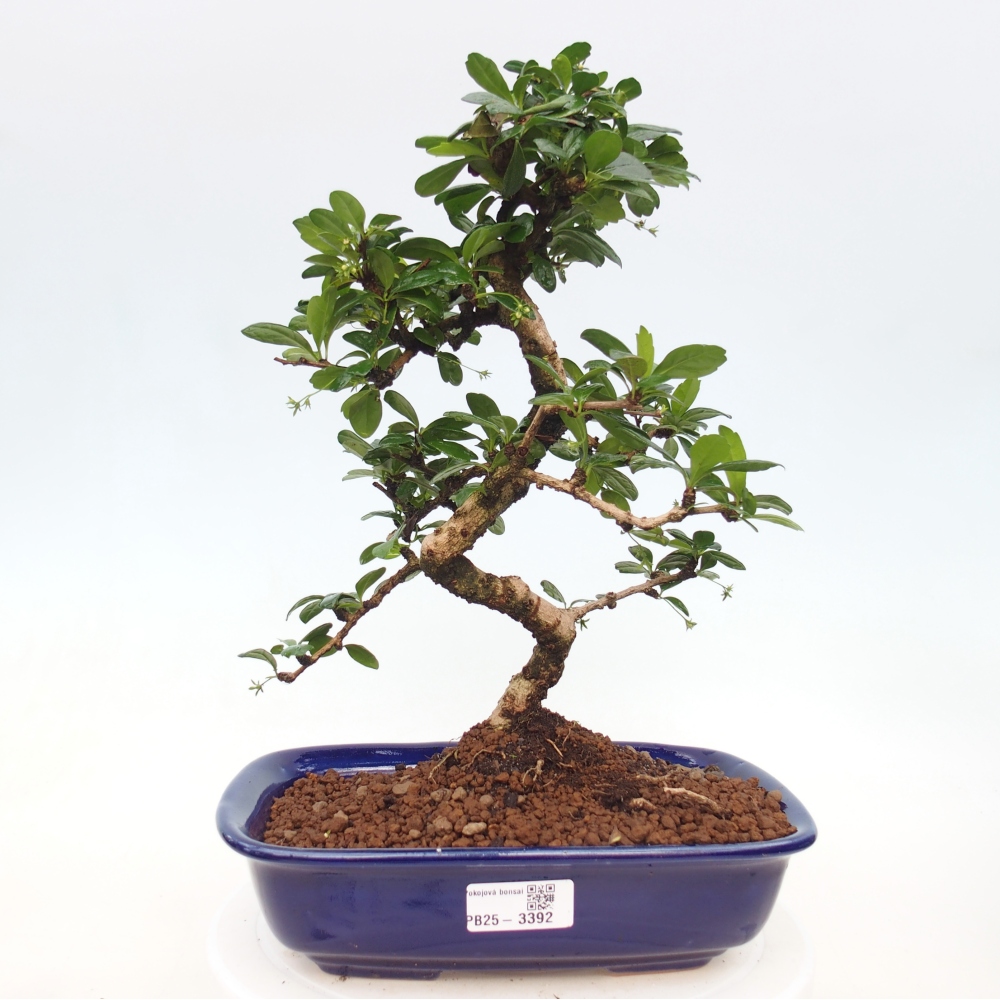 Zimmer-Bonsai - Carmona macrophylla - Tee-Fuki