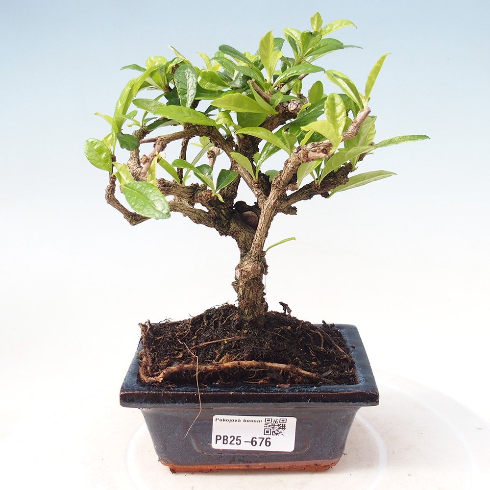 Zimmerbonsai - Carmona Macrophylla - Fuki-Tee