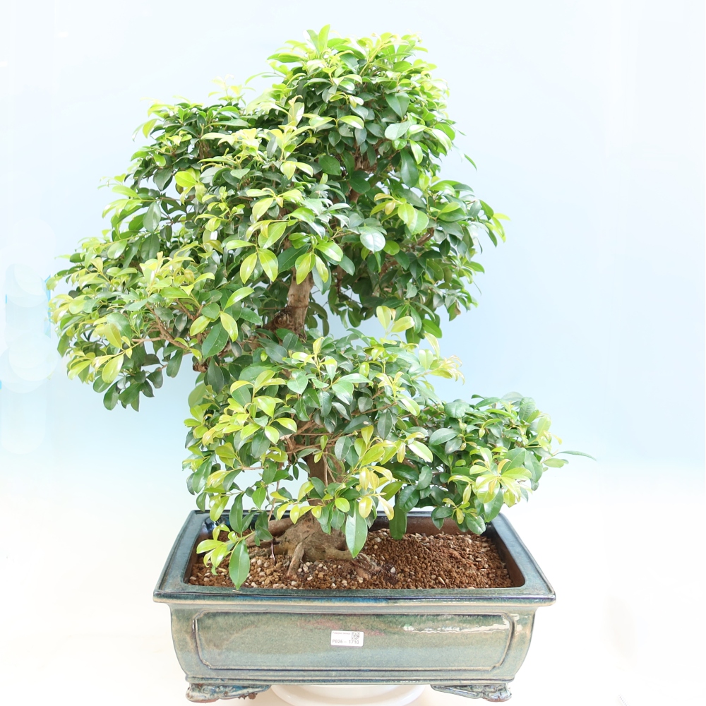 Zimmer Bonsai - Australische Kirsche - Eugenia uniflora