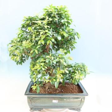 Andere Rume - e-bonsai.de