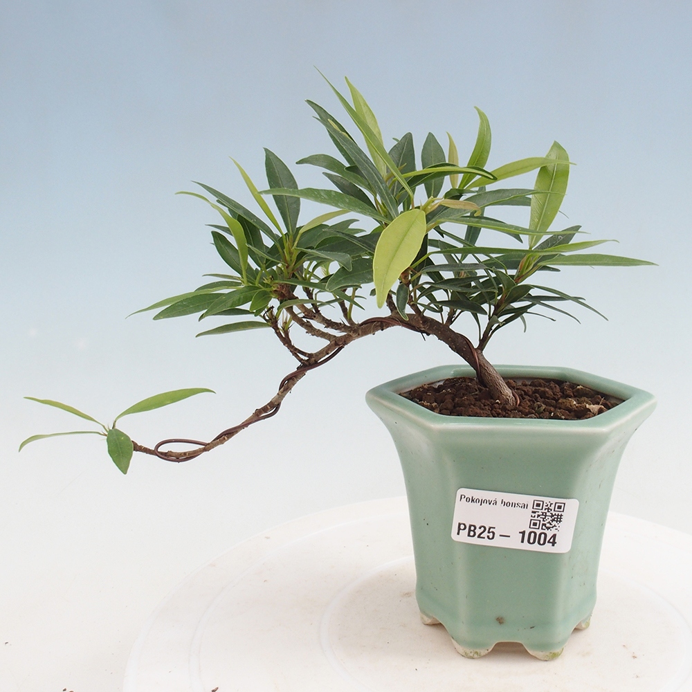 Zimmerbonsai - Ficus nerifolia - kleinblättriger Ficus